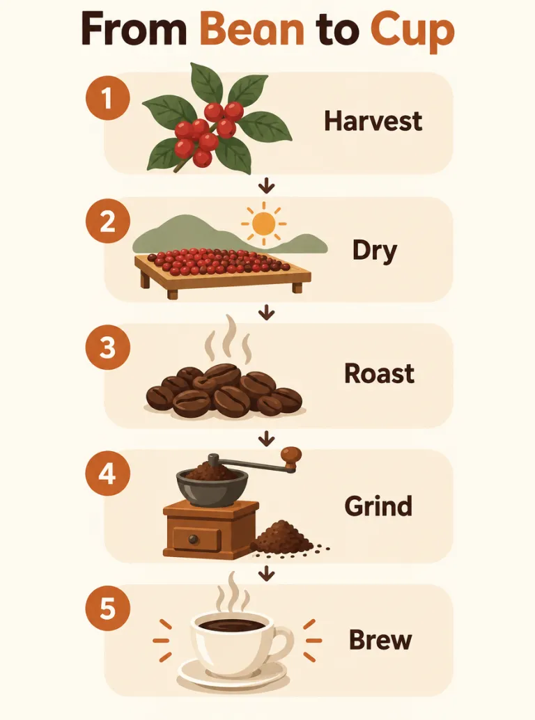 Coffee process infographic